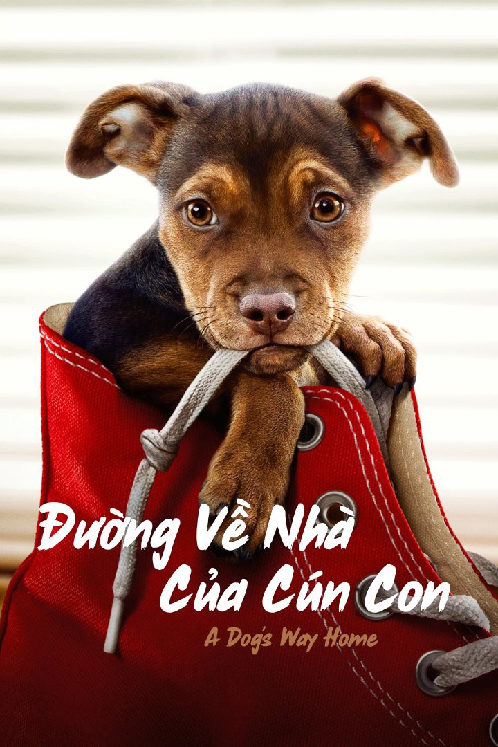 Đường về nhà của cún con/A dog's way home